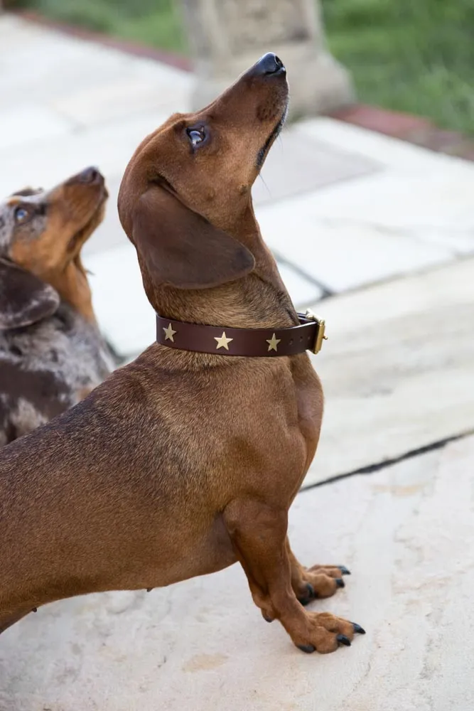 Brown Leather Dog Collar With Stars - 5 Available Sizes