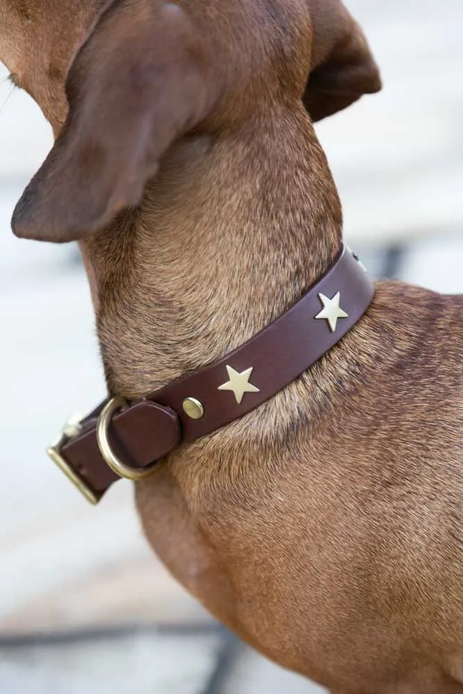 Brown Leather Dog Collar With Stars - 5 Available Sizes